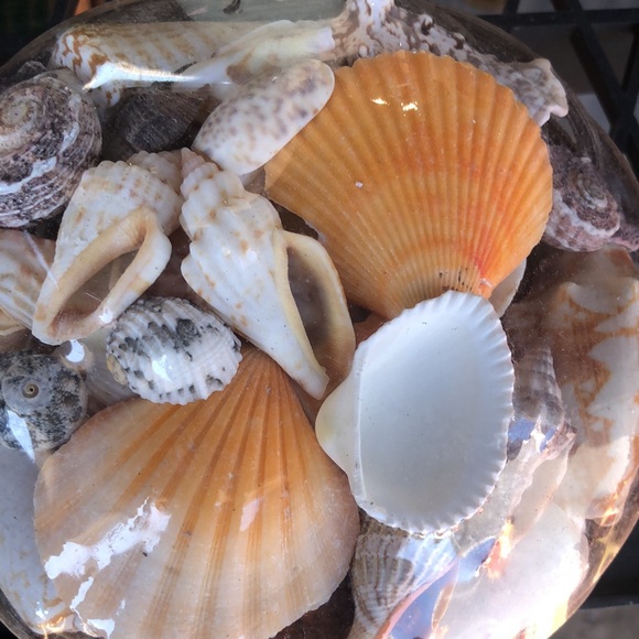 Assorted Seashell Collection - Picture 3 of 8